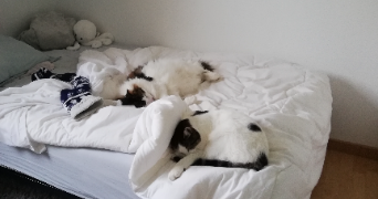 andrea pet sitter à MONTREUIL JUIGNE 49460_0