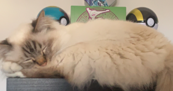 inès cat sitter à VALENCIENNES 59300_4