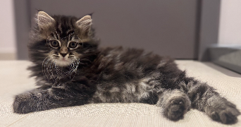 leha pet sitter à SIDEVILLE 50690_8