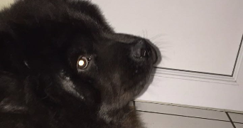 marilie pet sitter à MANEGLISE 76133_2