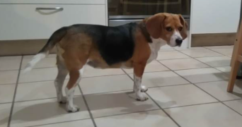 alexandre pet sitter à CHAVIGNY 54230_3