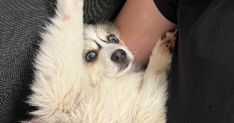 camille pet sitter à CESSON SEVIGNE 35510_3