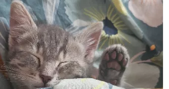 emy pet sitter à BELFORT 90000