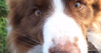 andréa pet sitter à Mayenne 53470_1