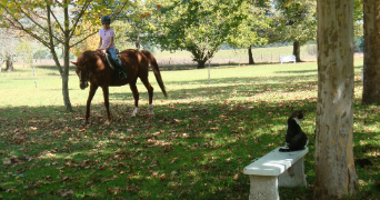 cosima pet sitter à VERSAILLES 78000_0