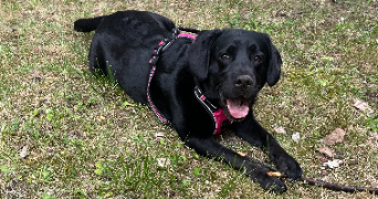 shana pet sitter à CARRIERES SOUS POISSY 78955_1