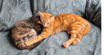 tatiana pet sitter à LE PETIT QUEVILLY 76140_3