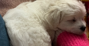 anais pet sitter à ERGUE GABERIC 29500_6
