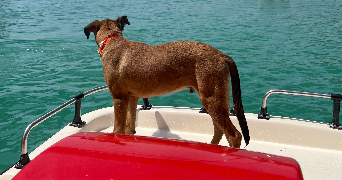 elona pet sitter à TOULON 83000_1