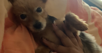 amelie pet sitter à CALAIS 62100_2