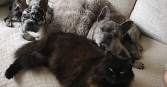 julie pet sitter à VANDOEUVRE LES NANCY 54500_1