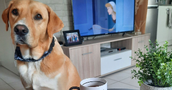 kwincy  pet sitter à VERRIERES EN ANJOU 49480_1