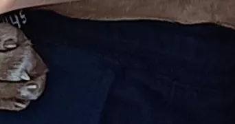 anastasia pet sitter à ELBEUF 76500