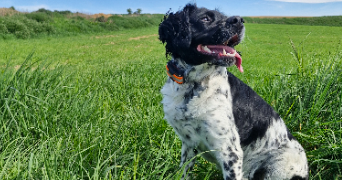 sandra dog sitter à ST QUENTIN 02100_5