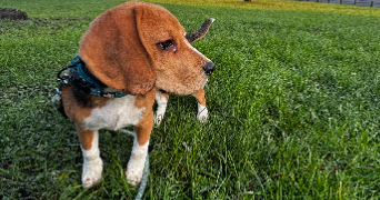 maëva pet sitter à CHAZELLES SUR LYON 42140_6