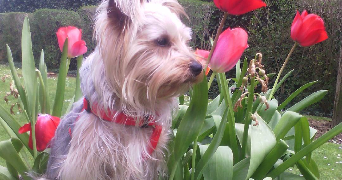 jessica pet sitter à THIAIS 94320_0