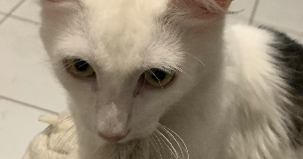 manon pet sitter à VILLENEUVE SUR LOT 47300_2