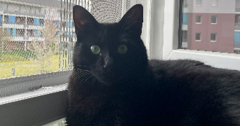 ambre pet sitter à PACY SUR EURE 27120_2