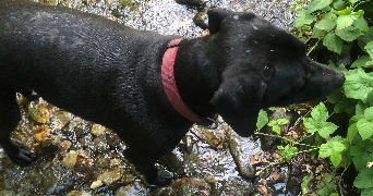 léa pet sitter à LE HAVRE 76620_4