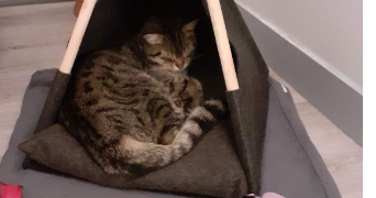 céline pet sitter à BAULNE 91590_4