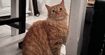 sarah pet sitter à Abelcourt 70300_1