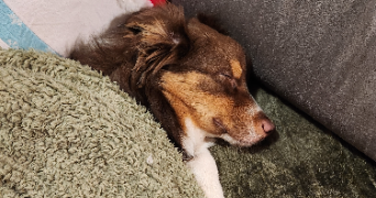 phoebee pet sitter à AURILLAC 15000_1