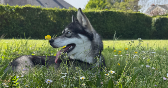 manon pet sitter à ST AVERTIN 37550_4