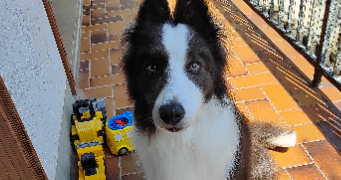 etienne pet sitter à ST GERMAIN LEMBRON 63340_1