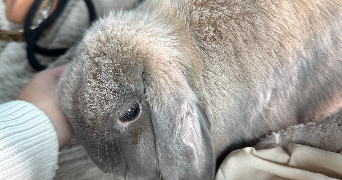 alexandra pet sitter à ST LAURE 63350_1