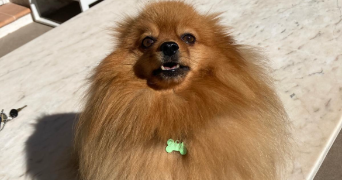 emma pet sitter à MOUGINS 06250_6