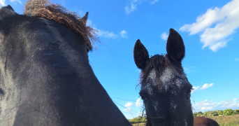 gabrielle pet sitter à LIGNIERES DE TOURAINE 37130_1
