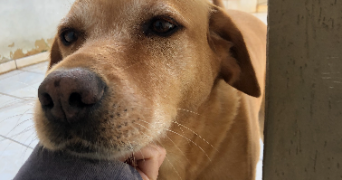 jéssica pet sitter à PARIS 20 75020_4