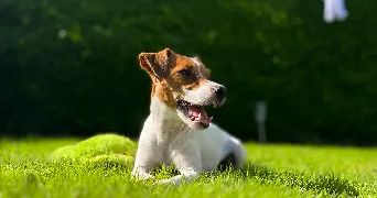 romain dog sitter à AGNEAUX 50180