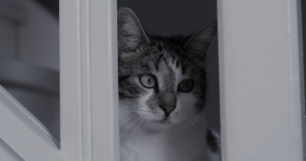 lola pet sitter à TOURCOING 59200_1
