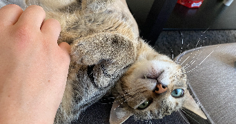 selma pet sitter à ST HERBLAIN 44800_2