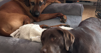 clémentine pet sitter à CHILLY MAZARIN 91380_7