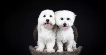 ingrid dog sitter à DIEBLING 57980