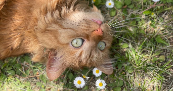 elsa pet sitter à PARIS 05 75005_2