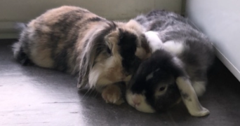 laurence pet sitter à VITROLLES 13127_3