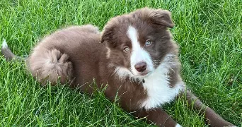 mea pet sitter à LYON 04 69004