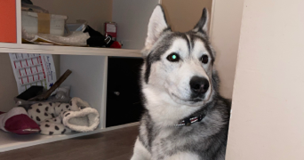 lisa pet sitter à Corbeil-Essonnes 91100_1