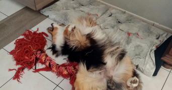 pierre pet sitter à NANTES 44300_1