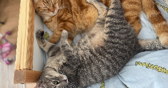 louise pet sitter à SOURS 28630_4