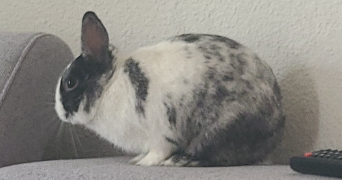 melanie  pet sitter à Voiron 38500_6