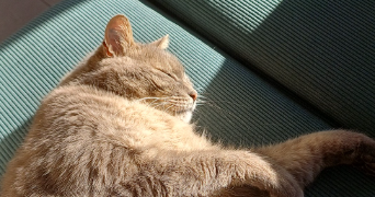 oceane pet sitter à MUS 30121_3