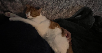 manon pet sitter à NIMES 30000_8