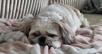 susie pet sitter à AIX LES BAINS 73100_4