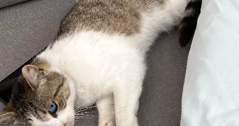 léonnie pet sitter à ARGENTEUIL 95100