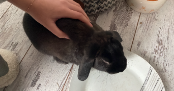 charlotte pet sitter à GAGNY 93220_3
