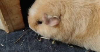 céline pet sitter à MARSEILLE 09 13009_4